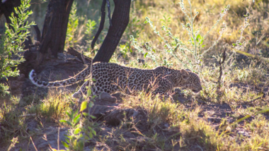 Specific Animal Tracking Specific Animal Tracking