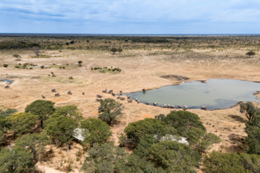 Machaba Zimbabwe Hwange Destination Elephants Wateringhole Machaba Zimbabwe Hwange Destination Elephants Wateringhole