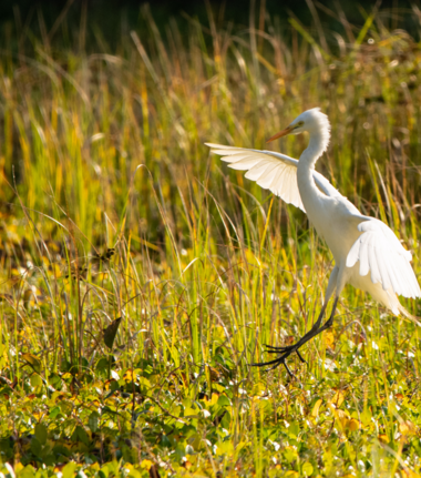 Machaba Mana River Camp Wildlife Sightings June 2026 Yellow Billed Egret