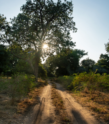 Machaba Ingwe Pan Camp Wildlife Sightings August 2026 Mana Pools Forest
