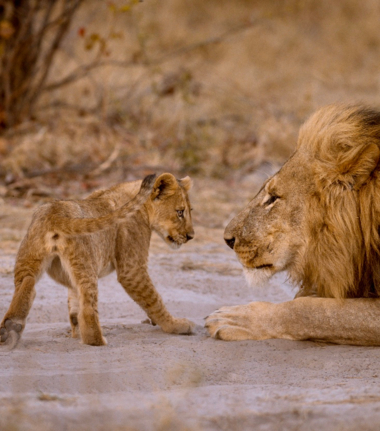 Machaba Botswana Safari Nala Cta