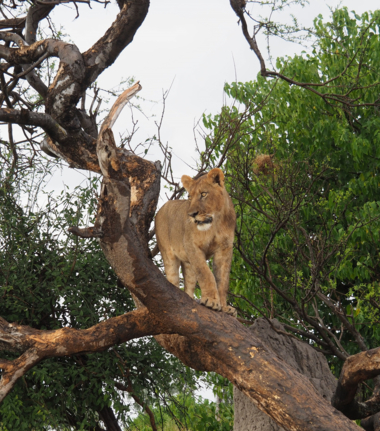 Machaba Gomoti Plains Camp Wildlife Sightings April 2025 Lioness In A Tree Machaba Gomoti Plains Camp Wildlife Sightings April 2025 Lioness In A Tree