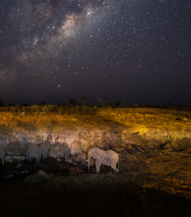Machaba Safaris Zimbabwe Safari Experience Elephants