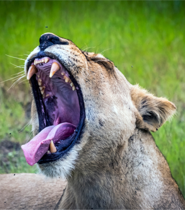 Spotlight On Chobe Sept Lion