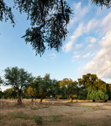 Mana Pools National Park Mana Pools National Park