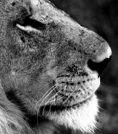 Machaba Camp Botswana Okavango Delta Little Machaba Camp Lion Sightings February 2018 Machaba Camp Botswana Okavango Delta Little Machaba Camp Lion Sightings February 2018