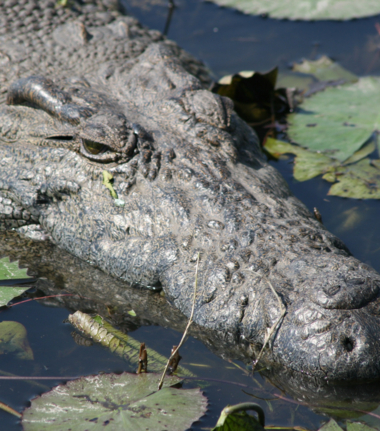Machaba Ngoma Safari Lodge Wildlife Sightings June 2025 Crocodile Lurking In River Machaba Ngoma Safari Lodge Wildlife Sightings June 2025 Crocodile Lurking In River