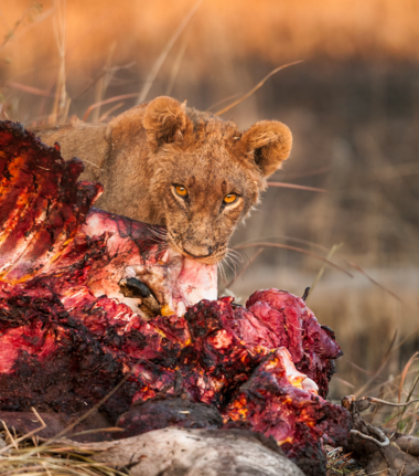 Machaba Kiri Camp Wildlife Sightings February 2026 Lion Cub Feeding