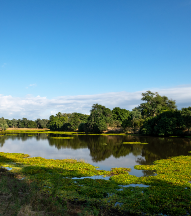 Machaba Ingwe Pan Camp Wildlife Sightings June 2026 Mana Pools National Park