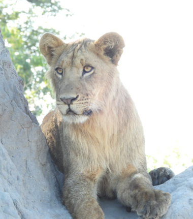 Machaba Kiri Camp Wildlife Sightings July 2026 Lioness On Termite Mound