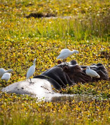 Machaba Ingwe Pan Camp October Sightings Hippo In River Machaba Ingwe Pan Camp October Sightings Hippo In River