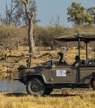 Machaba Camp Wildlife Sightings February 2026 Lion Spotted On Safari