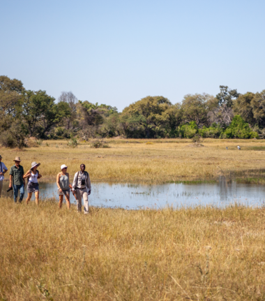 Machaba Kiri Camp Wildlife Sightings February 2026 Walking Safari