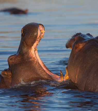 Machaba Botswana Okavango Delta Gomoti Plains Camp Hippos Sightings Report August 2019 Machaba Botswana Okavango Delta Gomoti Plains Camp Hippos Sightings Report August 2019