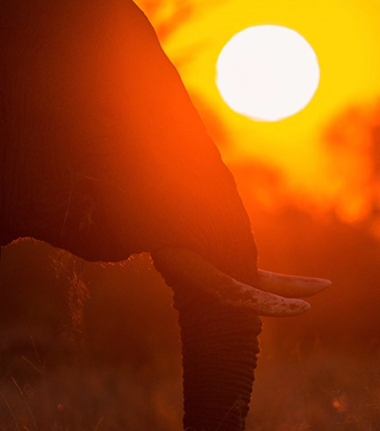 Machaba Camp Botswana Okavango Delta Little Machaba Camp Elephant Sightings April 2018