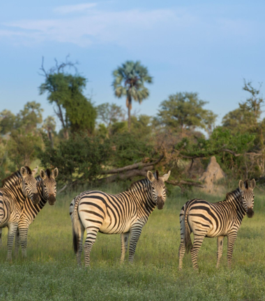 Machaba Botswana Okavango Delta Gomoti Plains Zebras 2018