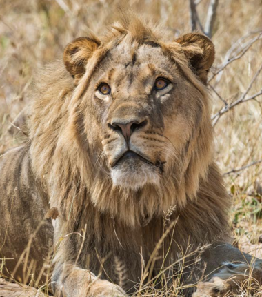 Machaba Verneys Camp Wildlife Sightings March 2026 Male Lion Laying Down