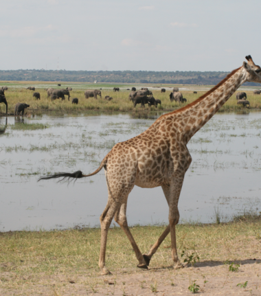 Machaba Ngoma Safari Lodge Wildlife Sightings June 2026 Wildlife In The Chobe National Park