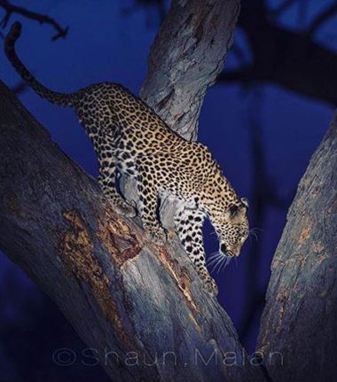 Machaba Camp Botswana Okavango Delta Little Machaba Camp Leopard 1 Sightings October 2017 Machaba Camp Botswana Okavango Delta Little Machaba Camp Leopard 1 Sightings October 2017