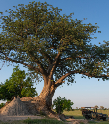 Machaba Safaris A Kiri Story Mike Myers Classic Landscape