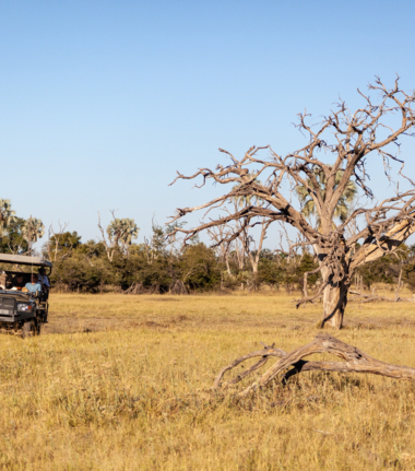 Machaba Safaris Game Drive Machaba Safaris Game Drive