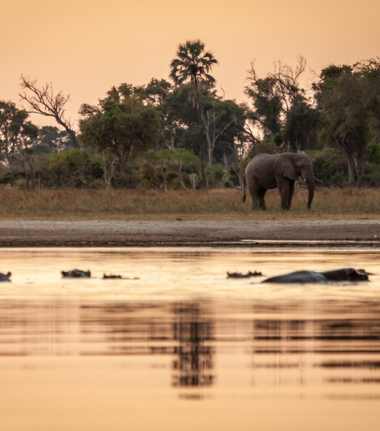 Machaba Kiri Camp Wildlife Sightings January 2026 Okavango On The River