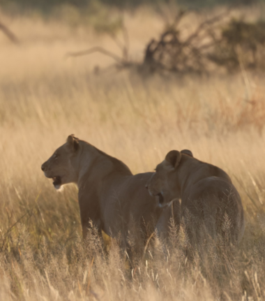 Machaba Gomoti Plains Camp Wildlife Sightings February 2026 Lionesses On Savanah