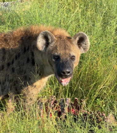 Machaba Monachira Camp Wildlife Sightings March 2026 Hyena Feeding
