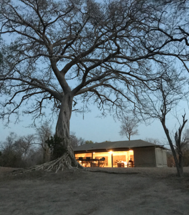 Machaba Ingwe Pan Camp Wildlife Sightings July 2026 Ingwe Pan Luxury Tent