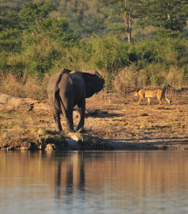 Machaba Deteema Springs Camp Wildlife Sightings August 2026 Elephant And Lion Sighting