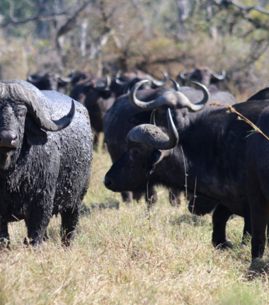 Machaba Botswana Okavango Delta Gomoti Plains Camp Buffalos 2 Sightings July 2018 Machaba Botswana Okavango Delta Gomoti Plains Camp Buffalos 2 Sightings July 2018