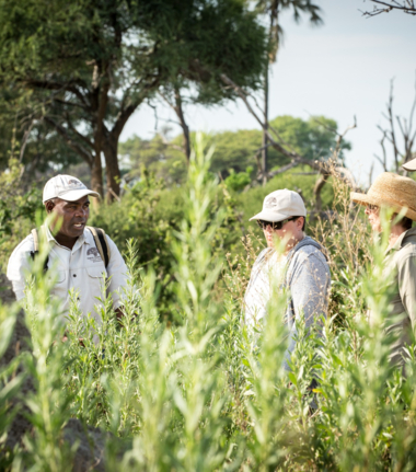 Machaba Gomoti Plains Camp  November Sightings Walking Safari