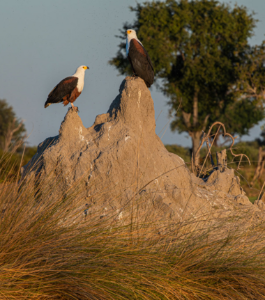 Machaba Monachira Camp Wildlife Sightings February 2026 African Fish Eagles