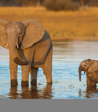 Machaba Safaris Secret Season Elephant And Calf