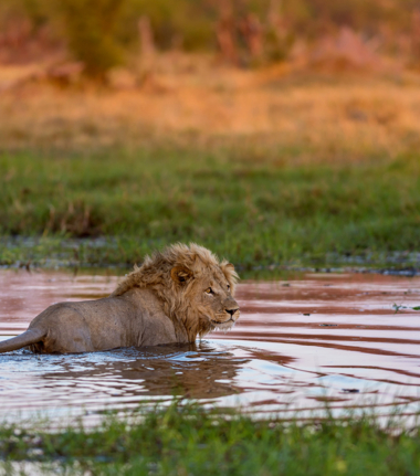 Machaba Safaris Botswana Okavango Delta Lions