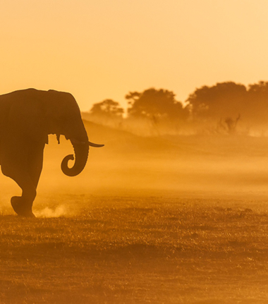 Machaba Safaris Kiri Camp Elephant