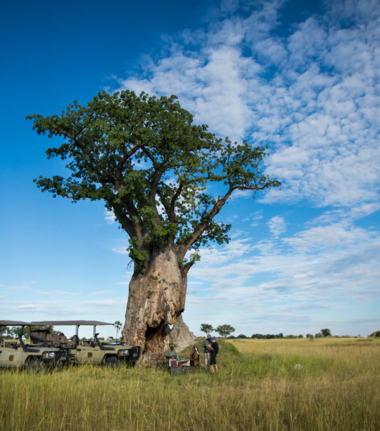 Machaba Kiri Camp  November Sightings Okavango Delta Safari