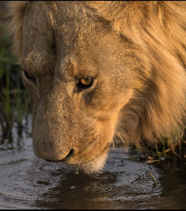 Machaba Camp Wildlife Sightings September 2025 Lion Drinking Water Machaba Camp Wildlife Sightings September 2025 Lion Drinking Water