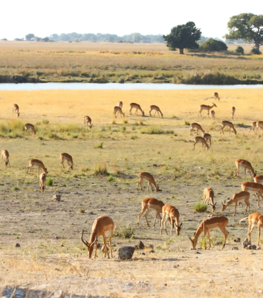 Web Machaba Botswana Ngoma Safari Lodge Buck Transformed Web Machaba Botswana Ngoma Safari Lodge Buck Transformed