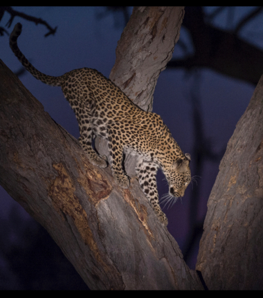 Botswana Machaba Camp Night Safari