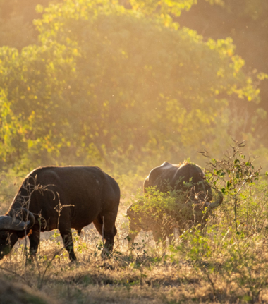 Machaba Ingwe Pan Camp Wildlife Sightings July 2025 Buffalo Grazing In Mana Pools Machaba Ingwe Pan Camp Wildlife Sightings July 2025 Buffalo Grazing In Mana Pools
