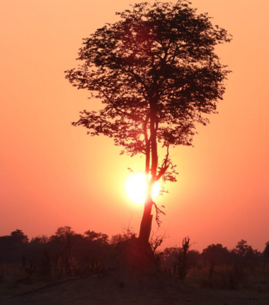 Machaba Kiri Camp Wildlife Sightings August 2026 Sunset In The Okavango