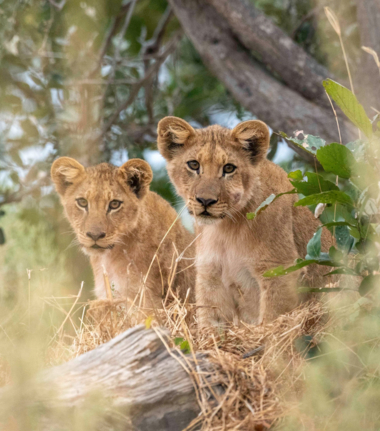 Lion cubs surveying the plains in Botswana