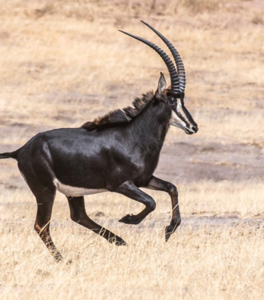 Sable antelope running across the plains 