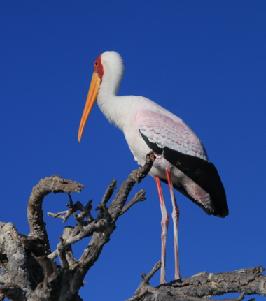 Machaba Monachira Camp Wildlife Sightings August 2025 Yellow Billed Stork