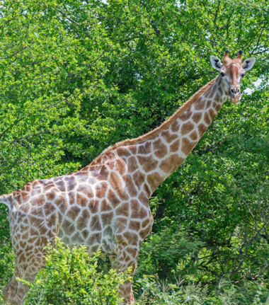 Machaba Verneys Camp Wildlife Sightings May 2026 Giraffe At Verneys
