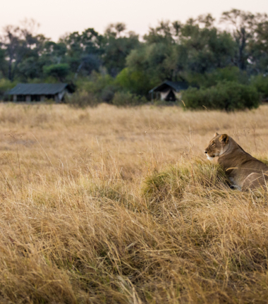 Machaba Safaris   Machaba Camp Wildlife Sightings   May 2025   Lion At Camp Machaba Safaris   Machaba Camp Wildlife Sightings   May 2025   Lion At Camp