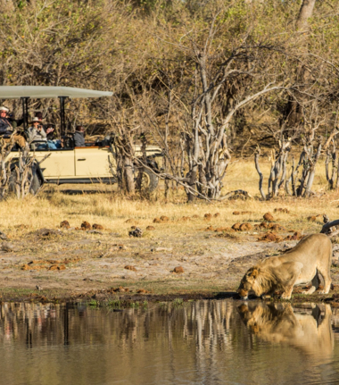 Machaba Camp Wildlife Sightings June 2025 Lion Sighting On Safari Machaba Camp Wildlife Sightings June 2025 Lion Sighting On Safari