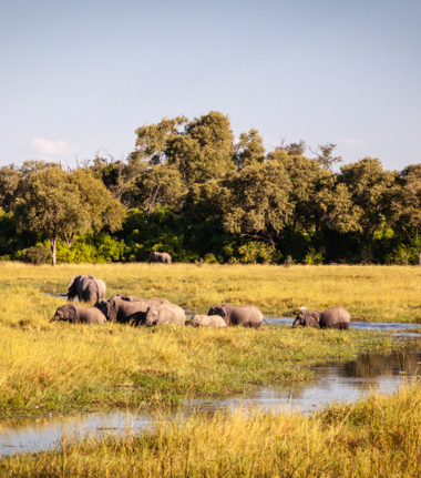 Machaba Camp Wildlife Sightings October 2024 Elephants Crossing Machaba Camp Wildlife Sightings October 2024 Elephants Crossing