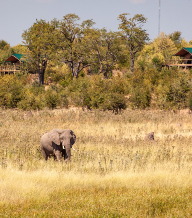 Machaba Deteema Springs Camp Wildlife Sightings April 2025 Elephant In Frint Of Deteema Springs Machaba Deteema Springs Camp Wildlife Sightings April 2025 Elephant In Frint Of Deteema Springs